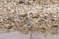 /album/photo-gallery-homepage1/greater-sand-plover-dubai-2005-jpg/